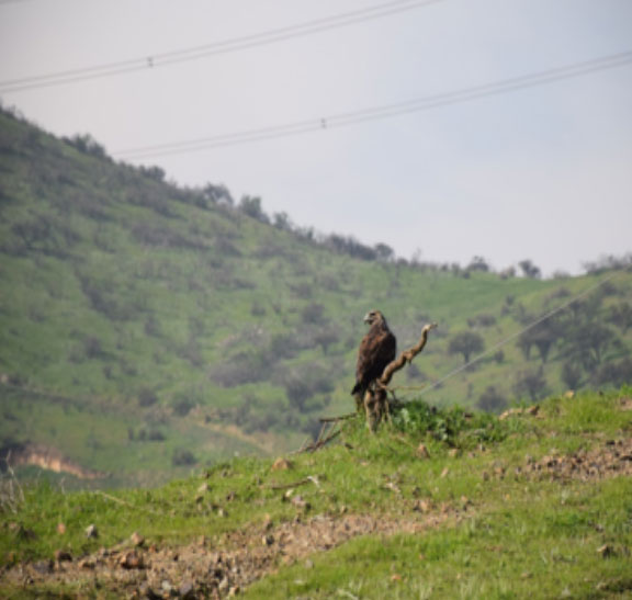 Alianza con aves de Chile