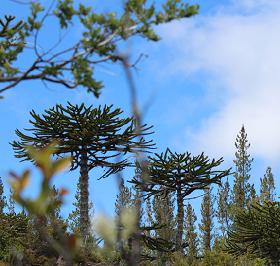 Areas de alto valor de conservación