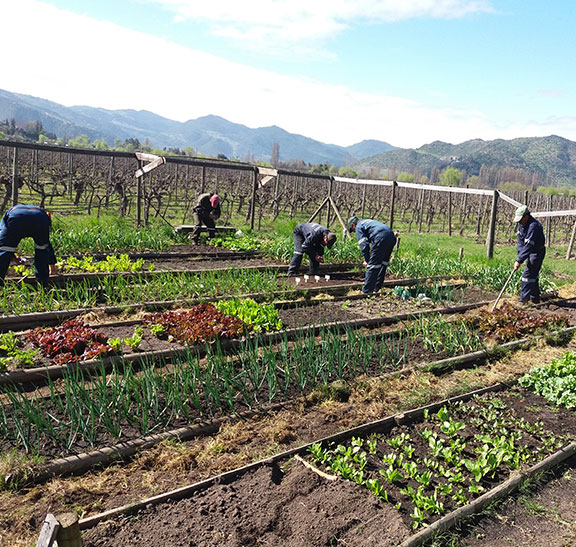 Vida saludable: huertas orgánicas bio intensivas y colectivo de siembras anuales