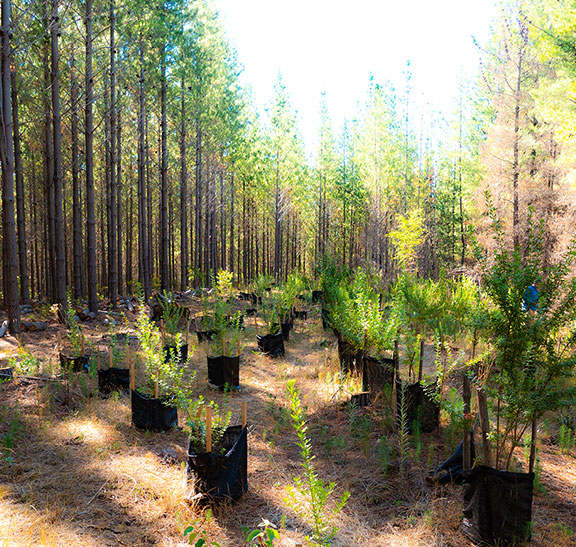 Restauración con bosque nativo