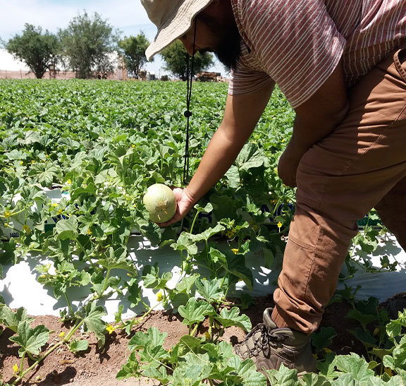 Fomento productivo agrícola en Pintados