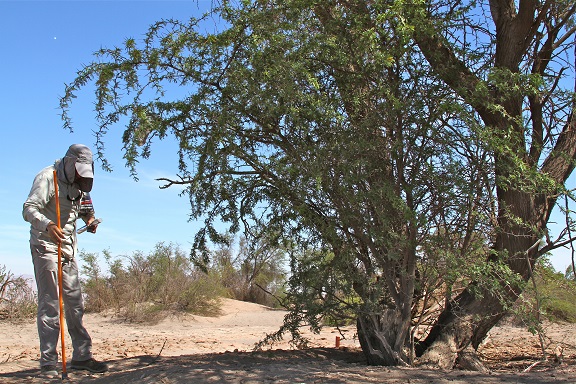 Programa de Plantación de Tamarugos – Plan de manejo ambiental de Tamarugos