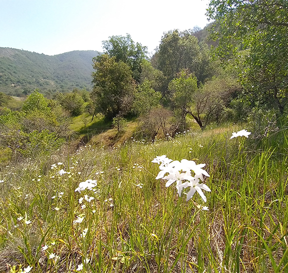 FSC para Conservación de Bosques Nativo