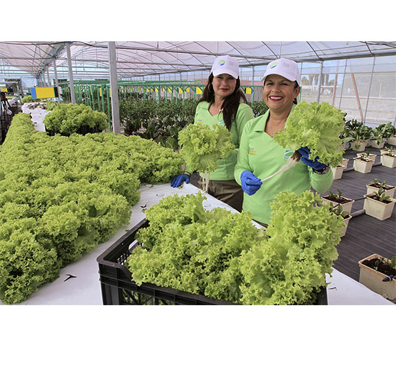 Centro de Investigación y Desarrollo Agropecuario Pozo Almonte