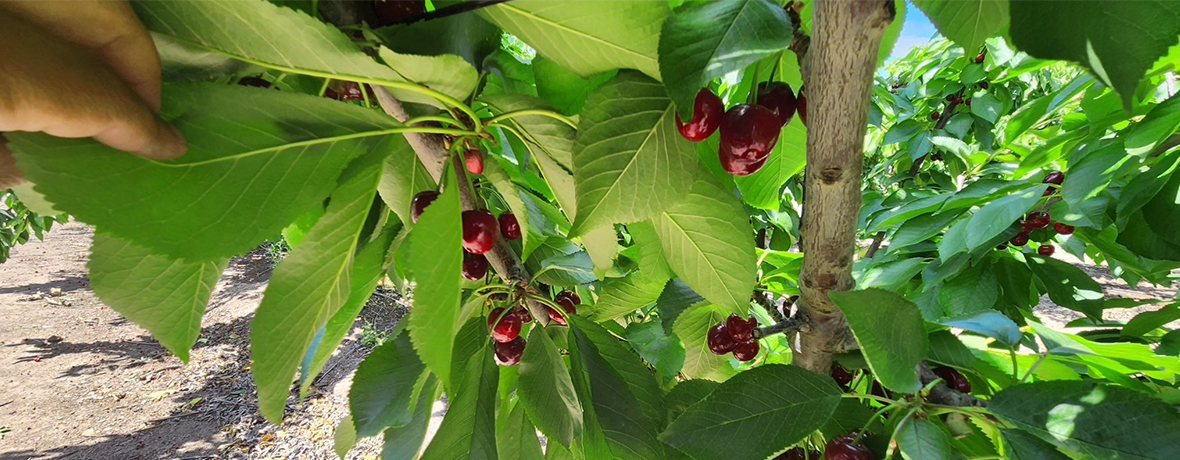 Banagro